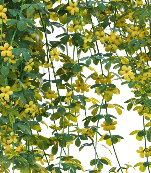Jasminum mesnyi